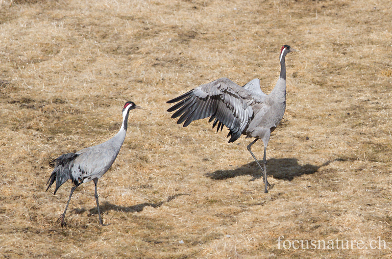 Grue 4862.jpg - Grue cendrée, Grus Grus, Common Crane - Parade au Hornborgasjon (Suède) Avril 2013